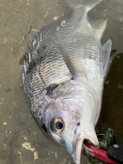 キビレの釣果