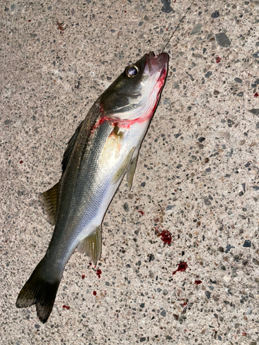 セイゴ（マルスズキ）の釣果