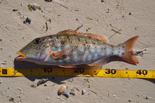 ムネアカクチビの釣果