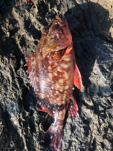 カサゴの釣果