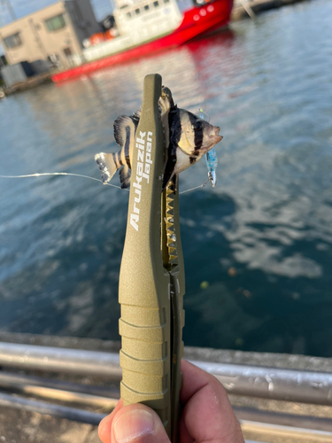 イシダイの釣果