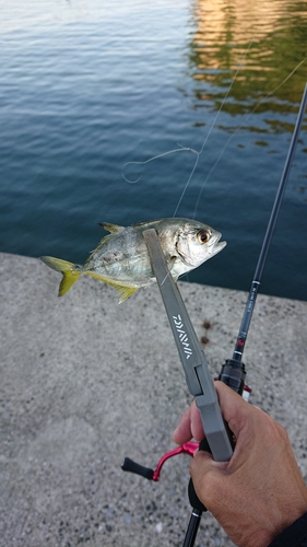 メッキの釣果