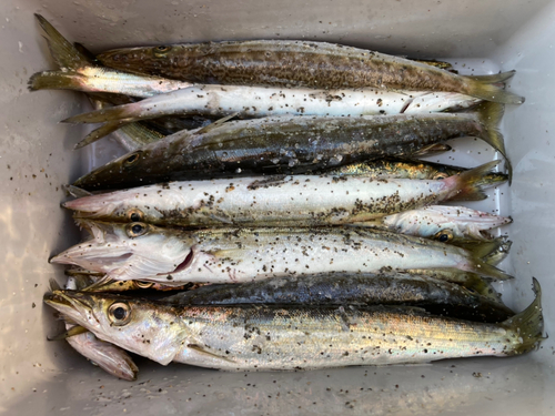 カマスの釣果