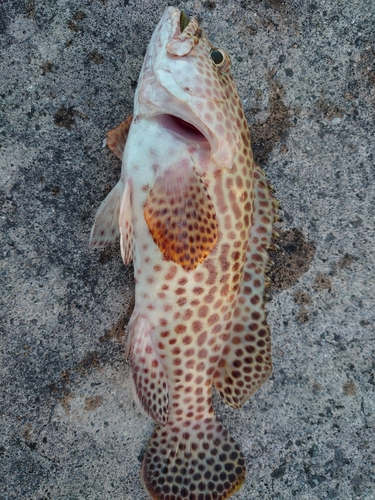 イシミーバイの釣果