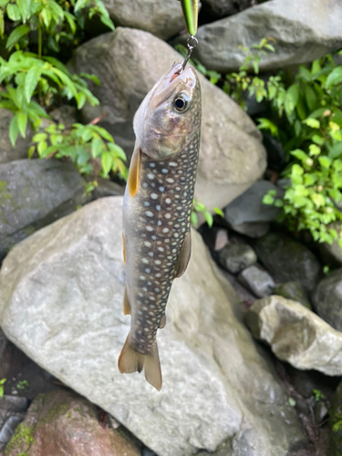 イワナの釣果