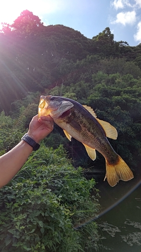 ブラックバスの釣果