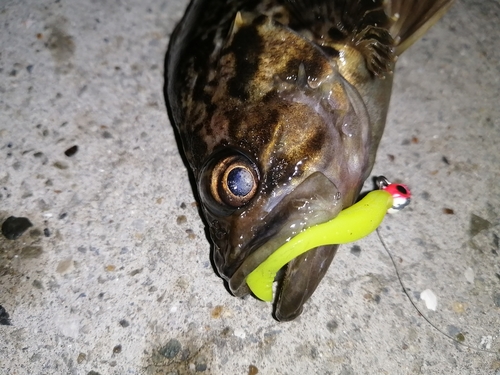 クロソイの釣果