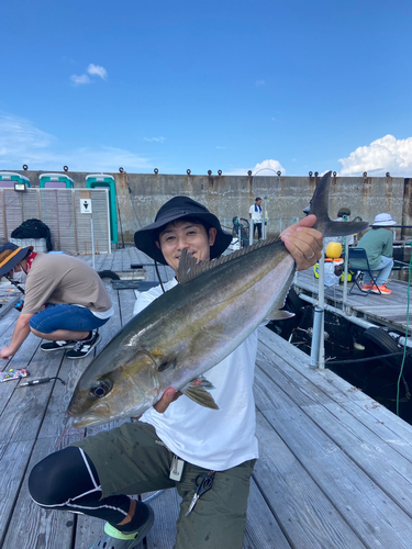 カンパチの釣果