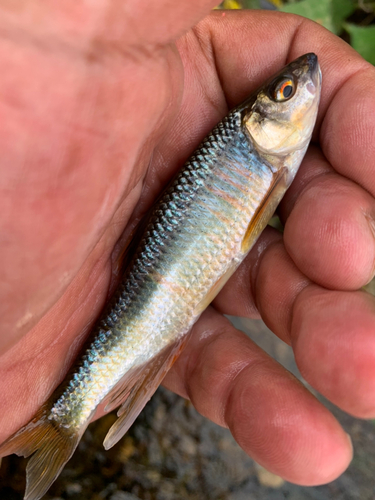 オイカワの釣果