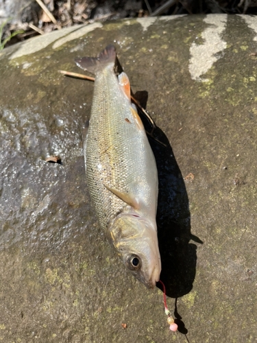 ウグイの釣果