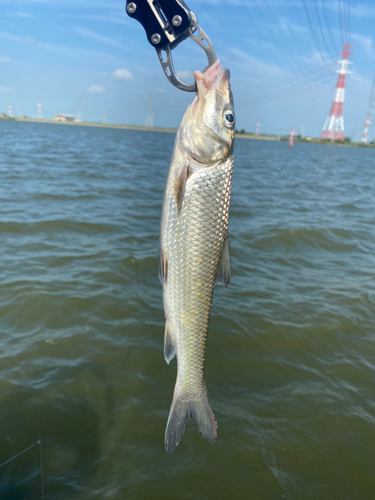 ニゴイの釣果