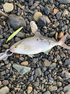 ショゴの釣果