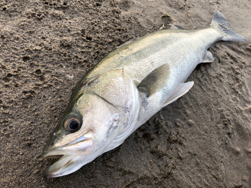 フッコ（マルスズキ）の釣果