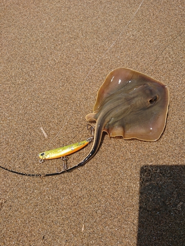 エイの釣果