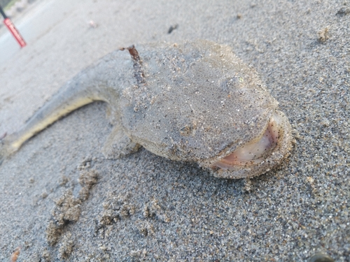 マゴチの釣果