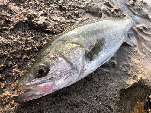 フッコ（マルスズキ）の釣果