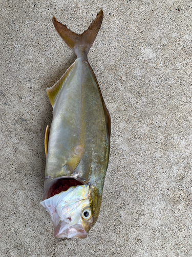 ショゴの釣果