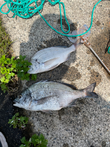 クロダイの釣果