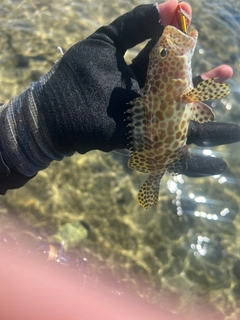 イシミーバイの釣果