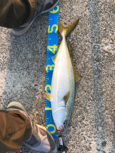 ハマチの釣果