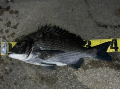 チヌの釣果