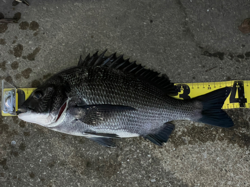 チヌの釣果