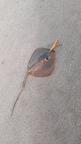 アカエイの釣果