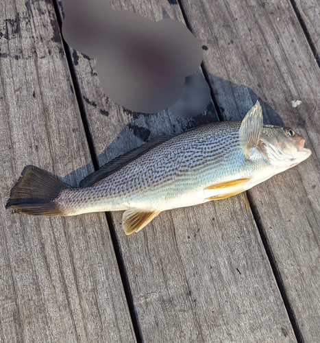 イシモチの釣果