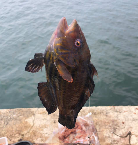 オハグロベラの釣果