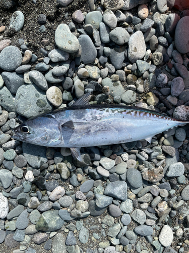 ソウダガツオの釣果