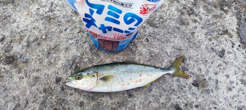 ツバスの釣果