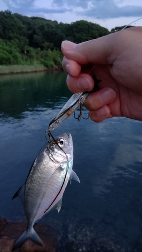 メッキの釣果