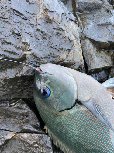 オナガグレの釣果