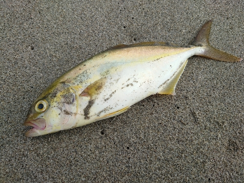 ショゴの釣果