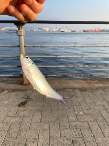 ママカリの釣果