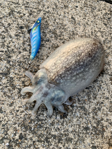 シリヤケイカの釣果