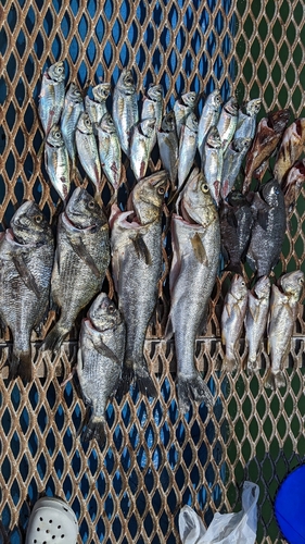 クロダイの釣果