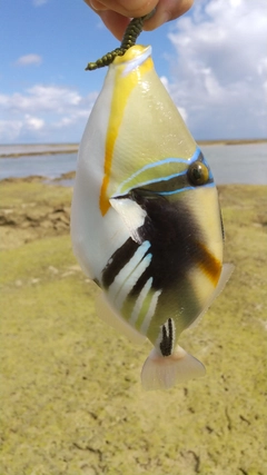 ムラサメモンガラの釣果