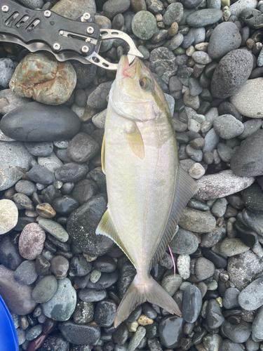 ショゴの釣果