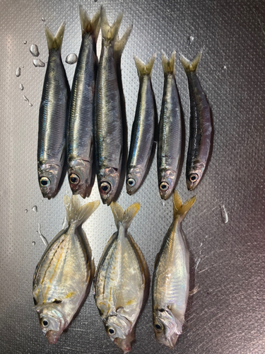 ウルメイワシの釣果