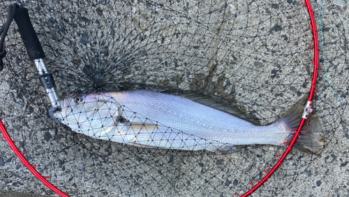 ニベの釣果