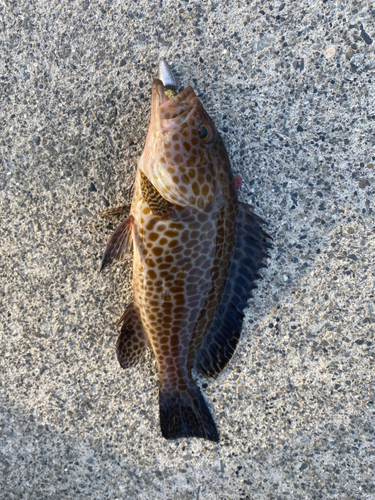 オオモンハタの釣果