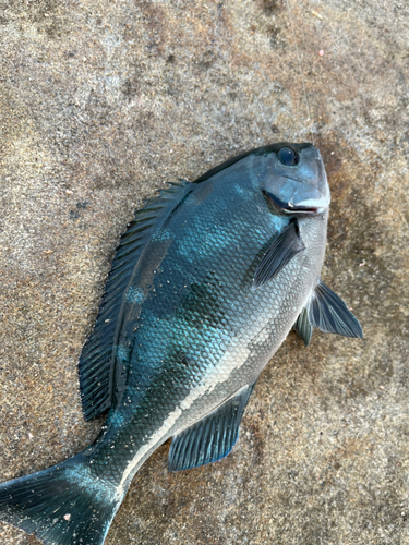 オナガグレの釣果