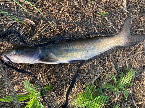 アメリカナマズの釣果