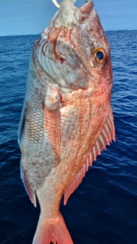 タイの釣果