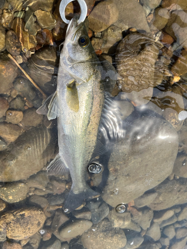 セイゴ（マルスズキ）の釣果