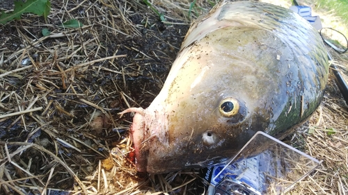 コイの釣果