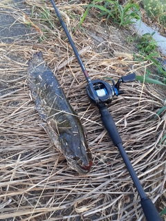 マナマズの釣果