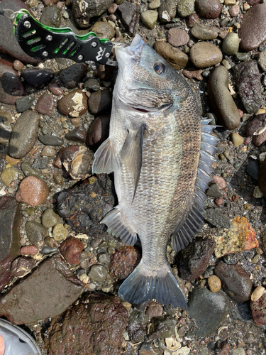 チヌの釣果