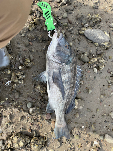 チヌの釣果